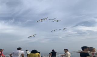 烟台至大连船票价格 烟台至大连船票价格